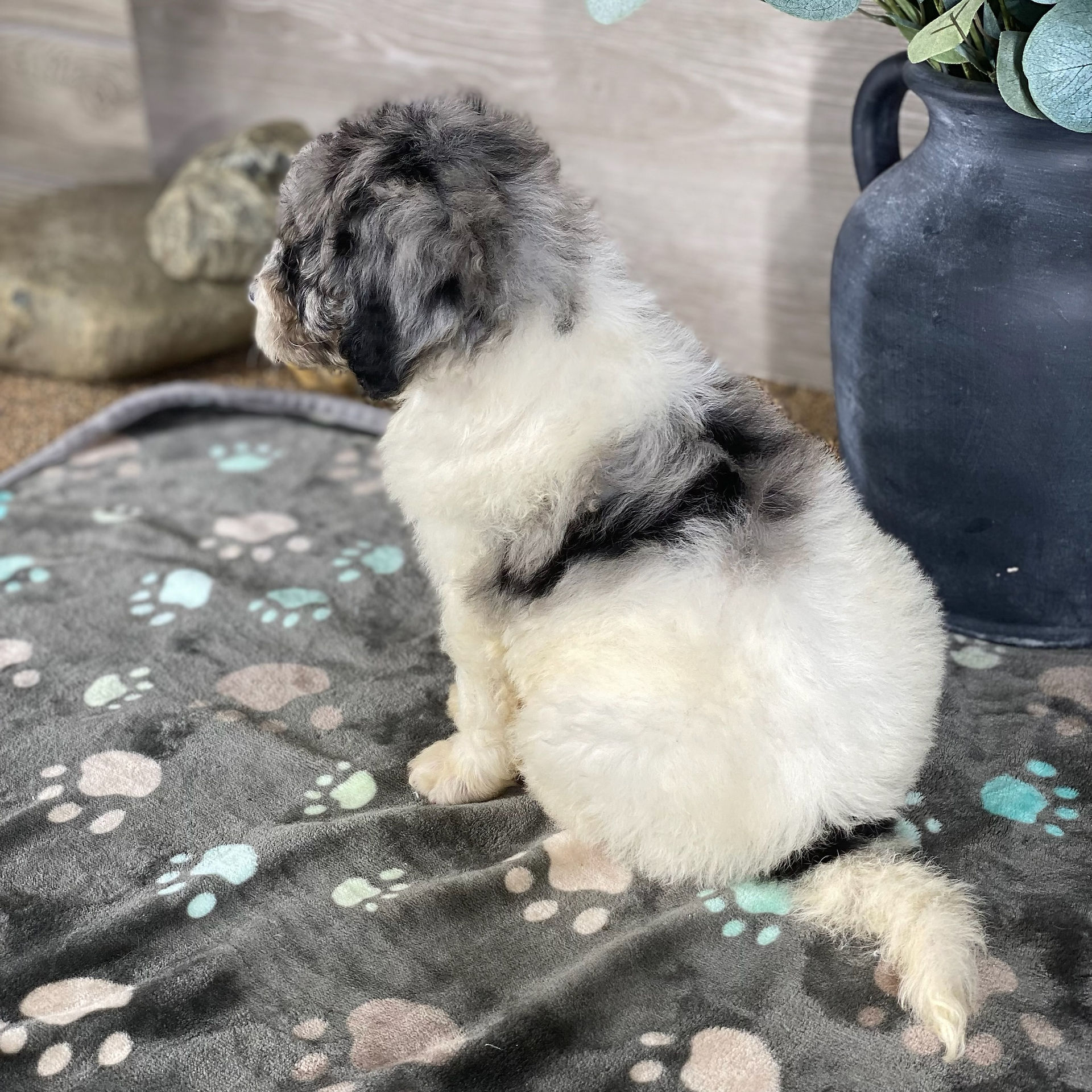 blue merle standard parti poodle puppy