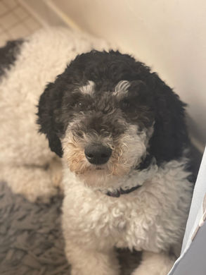 standard poodle puppies for sale