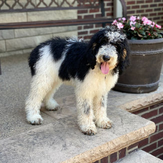 parti poodle puppy for sale