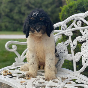 Parti Poodle puppy for sale nova