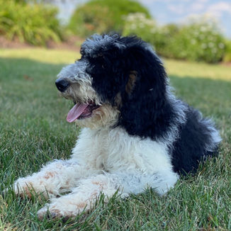 parti poodle puppy for sale