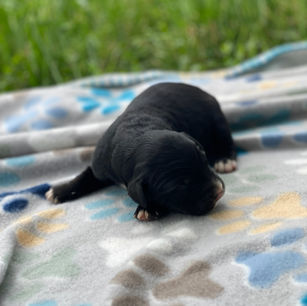 golden mountain dog puppies for sale clover