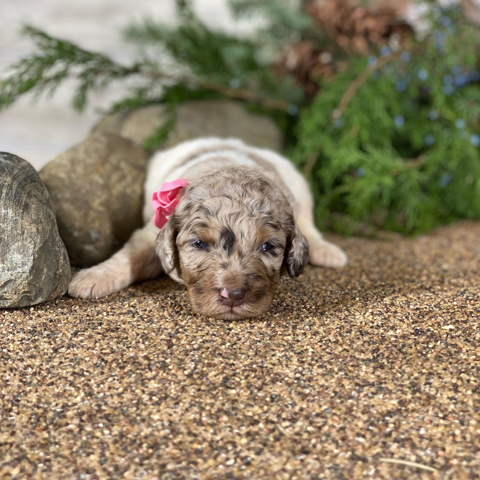 brown merle standard parti poodle puppy