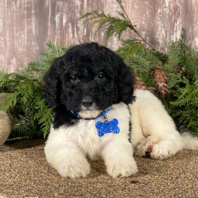 tricolor standard poodle puppies for sale