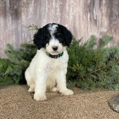 standard poodle puppies for sale