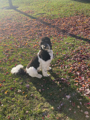 standard poodle puppies for sale