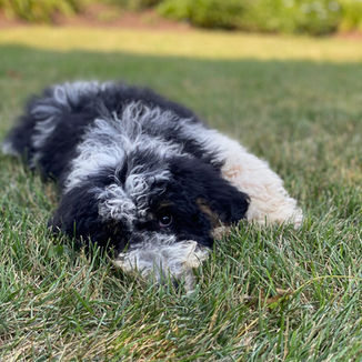 parti poodle puppy for sale