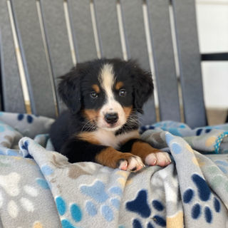 bernese mountain dog puppies for sale 2
