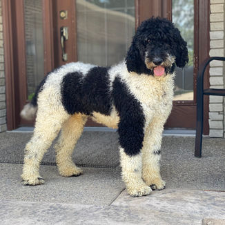 Indiana parti poodle breeder