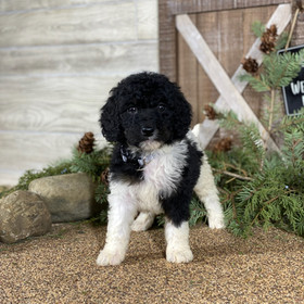 Parti poodle puppies for sale sales