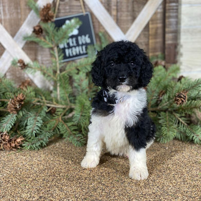 standard poodle puppies for sale