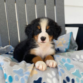 bernese mountain dog puppies for sale 1