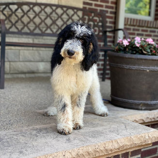 parti poodle puppy for sale