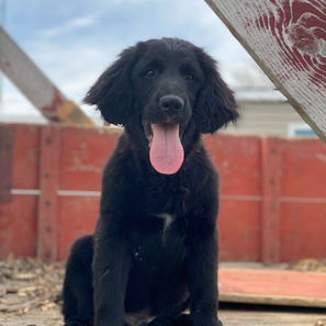 golden mountain dog puppy for sale bear 6