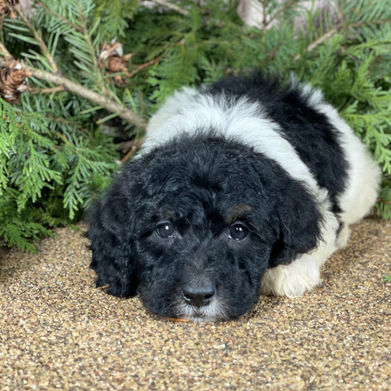 tricolor standard poodle puppies for sale