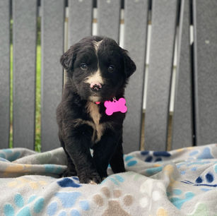 golden mountain dog puppies for sale sage 1