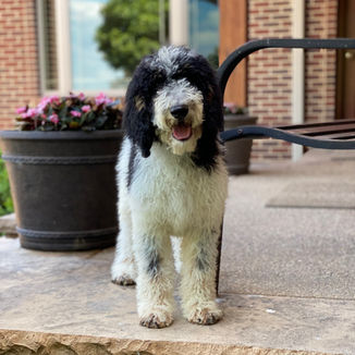parti poodle puppy for sale