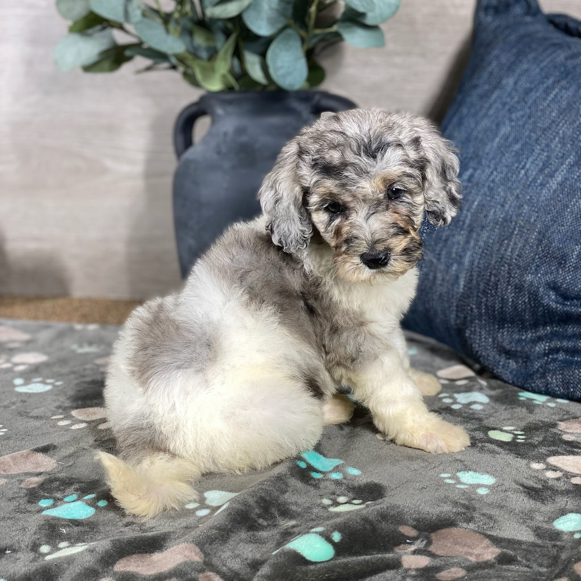gray merle standard parti poodle puppy