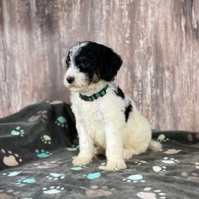 standard poodle puppies for sale