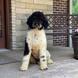 Indiana parti poodle breeder