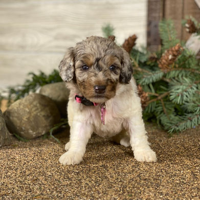 chocolate merle standard poodle puppies for sale