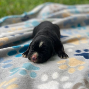 golden mountain dog puppies for sale willow 1