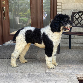 Indiana parti poodle breeder