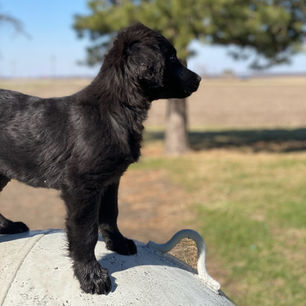 bernese golden mix puppies for sale smoky 1