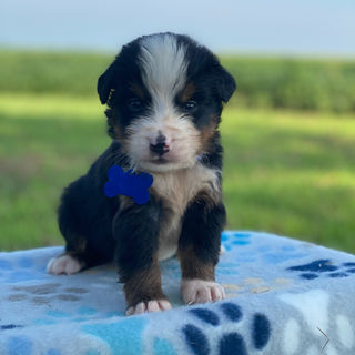 bernese mountain dog puppies for sale blue 2