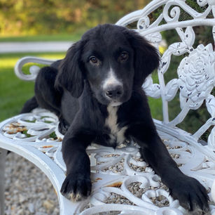 golden mountain dog puppy on bench