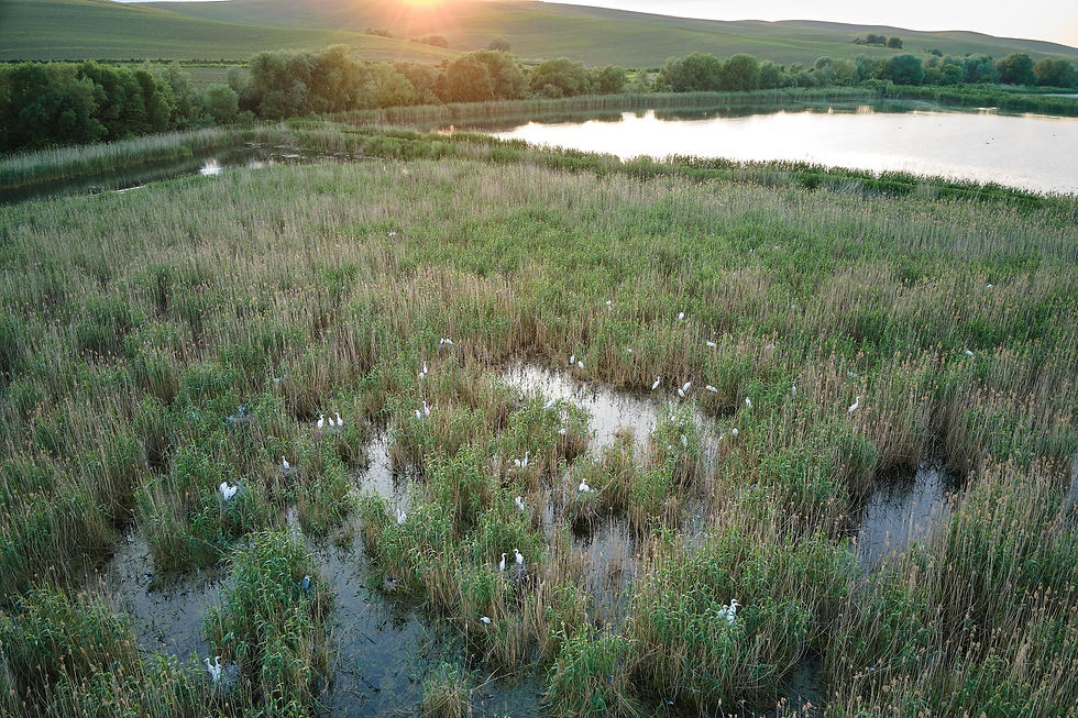 Island Road Marsh Stabilization