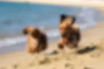 Dogs having fun on bech.webp