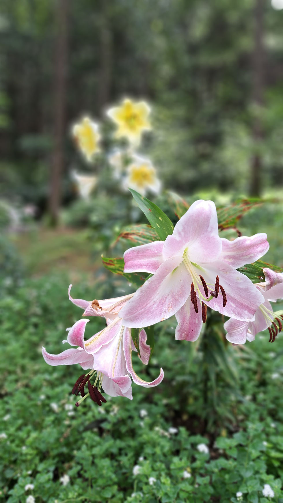 Garden Of The Morning Calm - blooming flowers