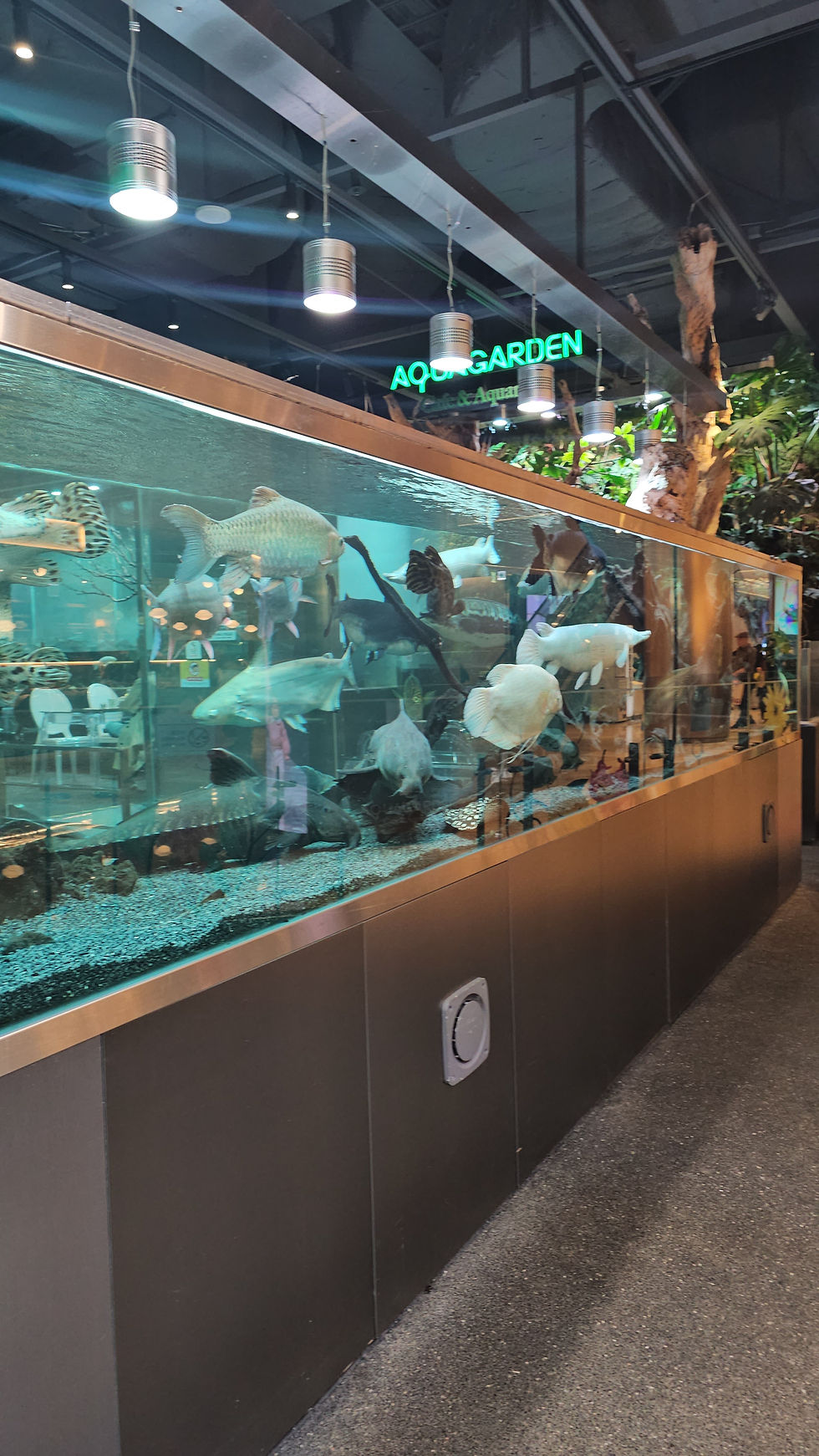 A fish tank with a variety of fish specimens.