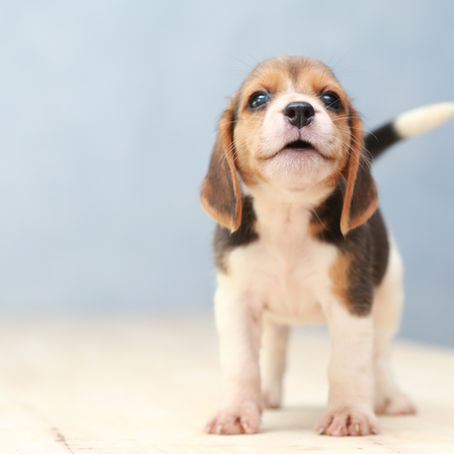Breed of the week - the Beagle 