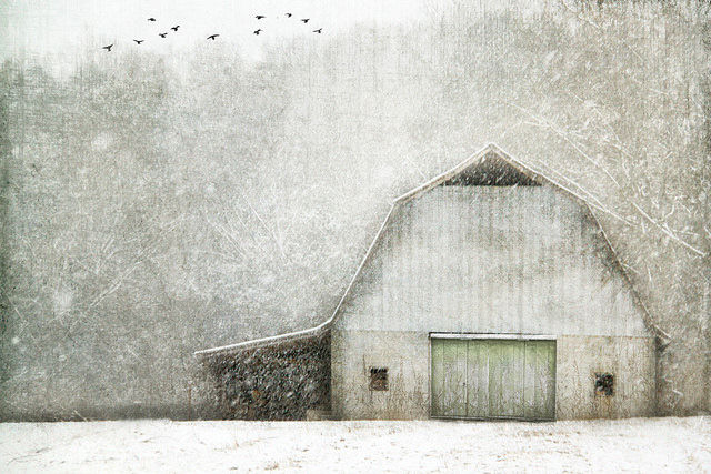 The Man and the Birds