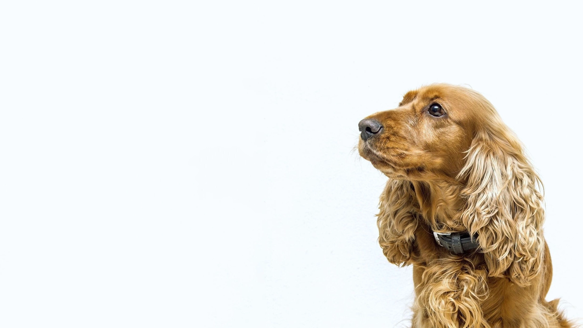 Tender Loving Care Dog Grooming & Academy dog grooming 3536