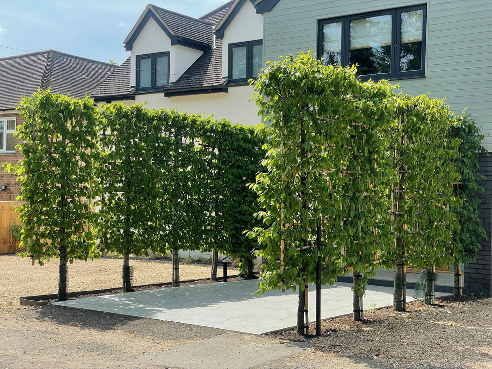 House frontage lined with pleached hornbeam 006 (1)-min.jpeg