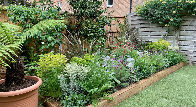 After photo of a completed residential planting and planting design project creating a planted english country garden for a town house in Hertfordshire