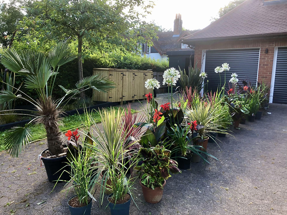 A photo showing the plants hand selected, sourced and prepped by us all lined up and ready for the planting arrangement and planting stages of the garden rejuvenation and garden transformation project.