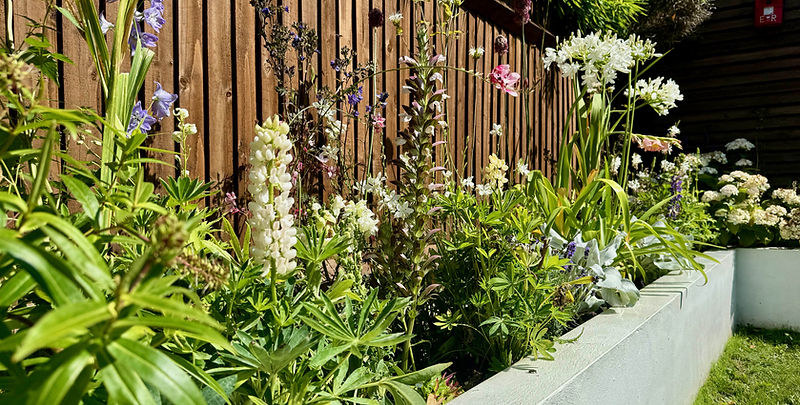 After photo showing completed English country garden style plants and planting to modern garden planters