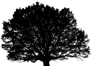 oak tree siloutte black on white