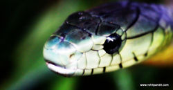 13-snake13.jpg