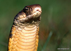 15-snake5.jpg