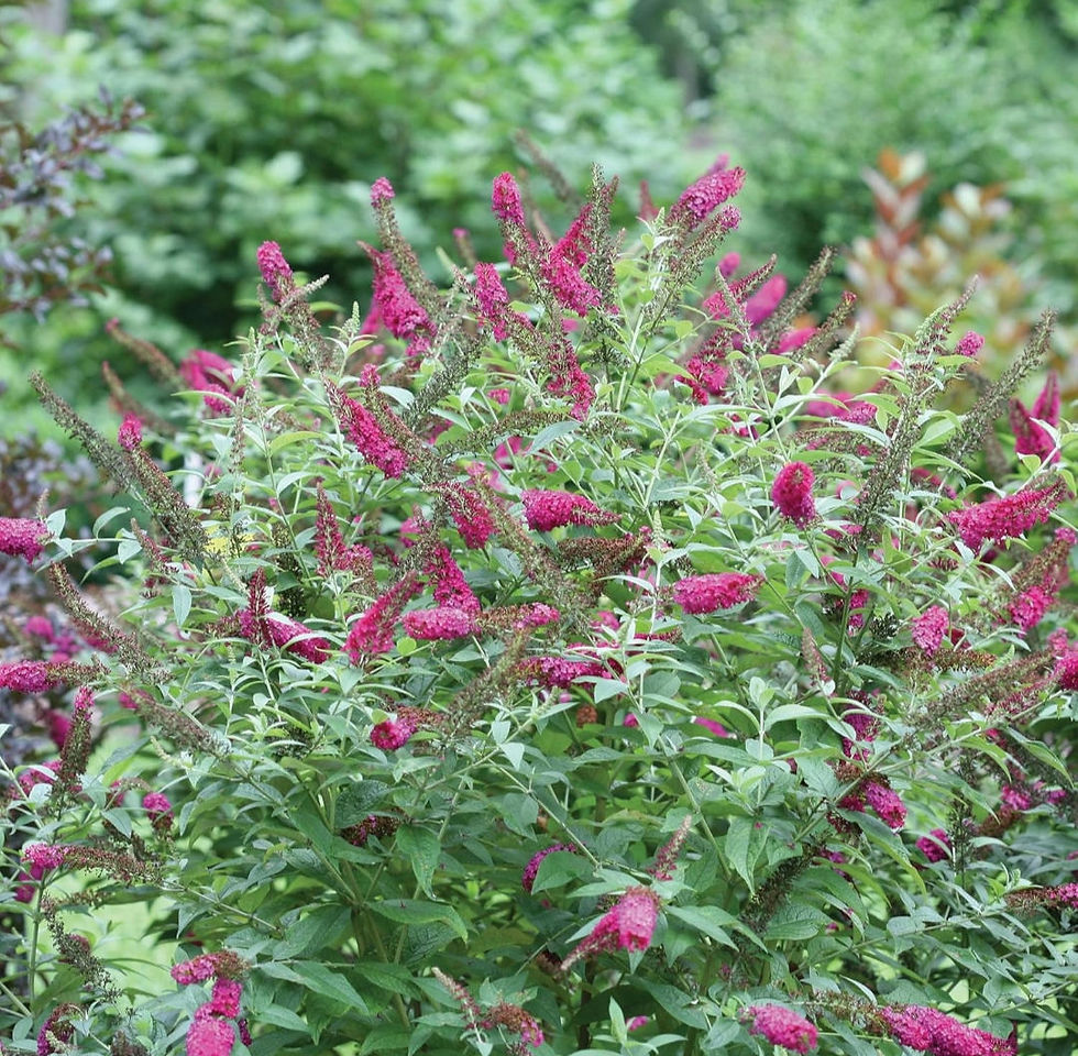 Butterfly Bush: Pink and red blooms; attracts butterflies, and hummingbirds.