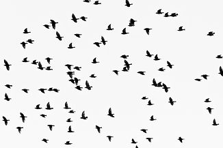 Crows.jpeg