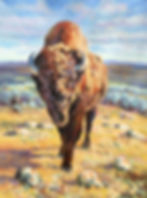 Stony Plain Bison