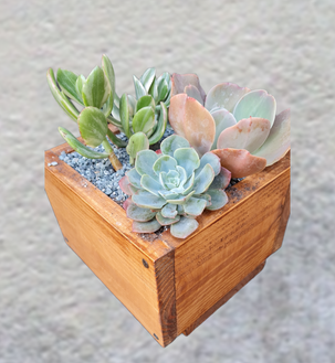 Echeverias y Jade Variegado