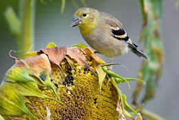 How to create a bird haven in your backyard
