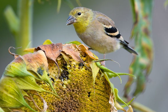 How to create a bird haven in your backyard
